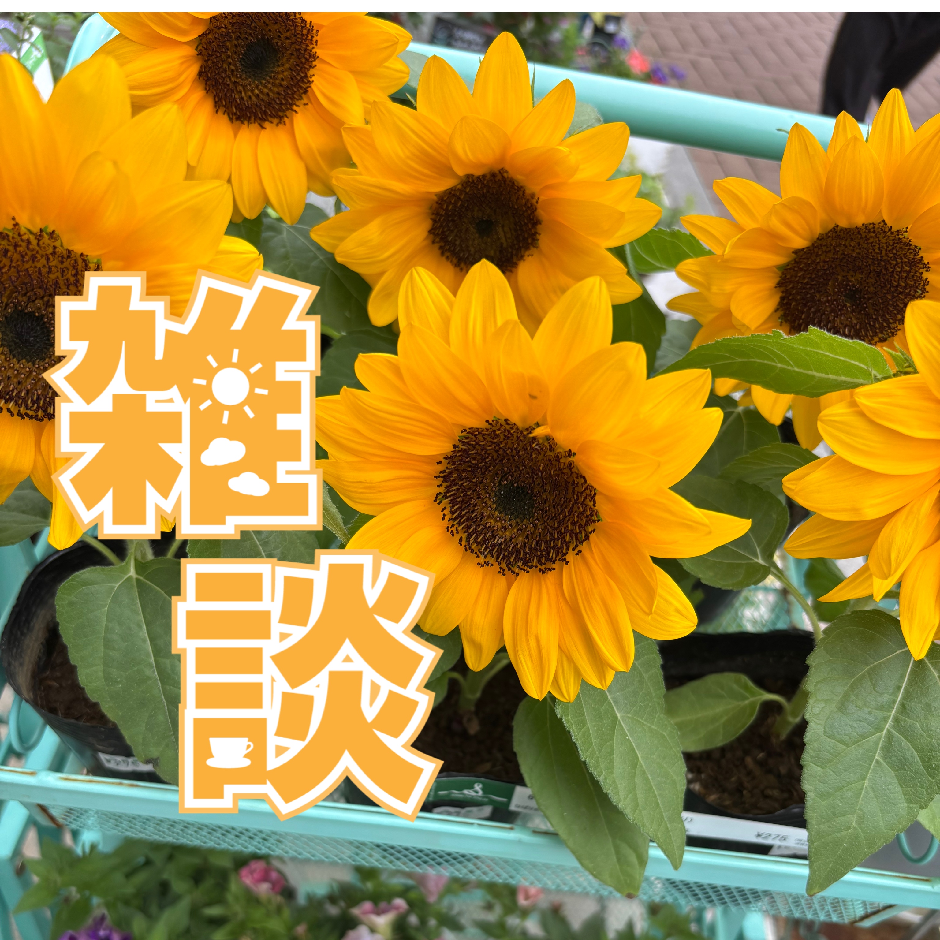236🌻あのこがいってたこと、自分の答えあわせ