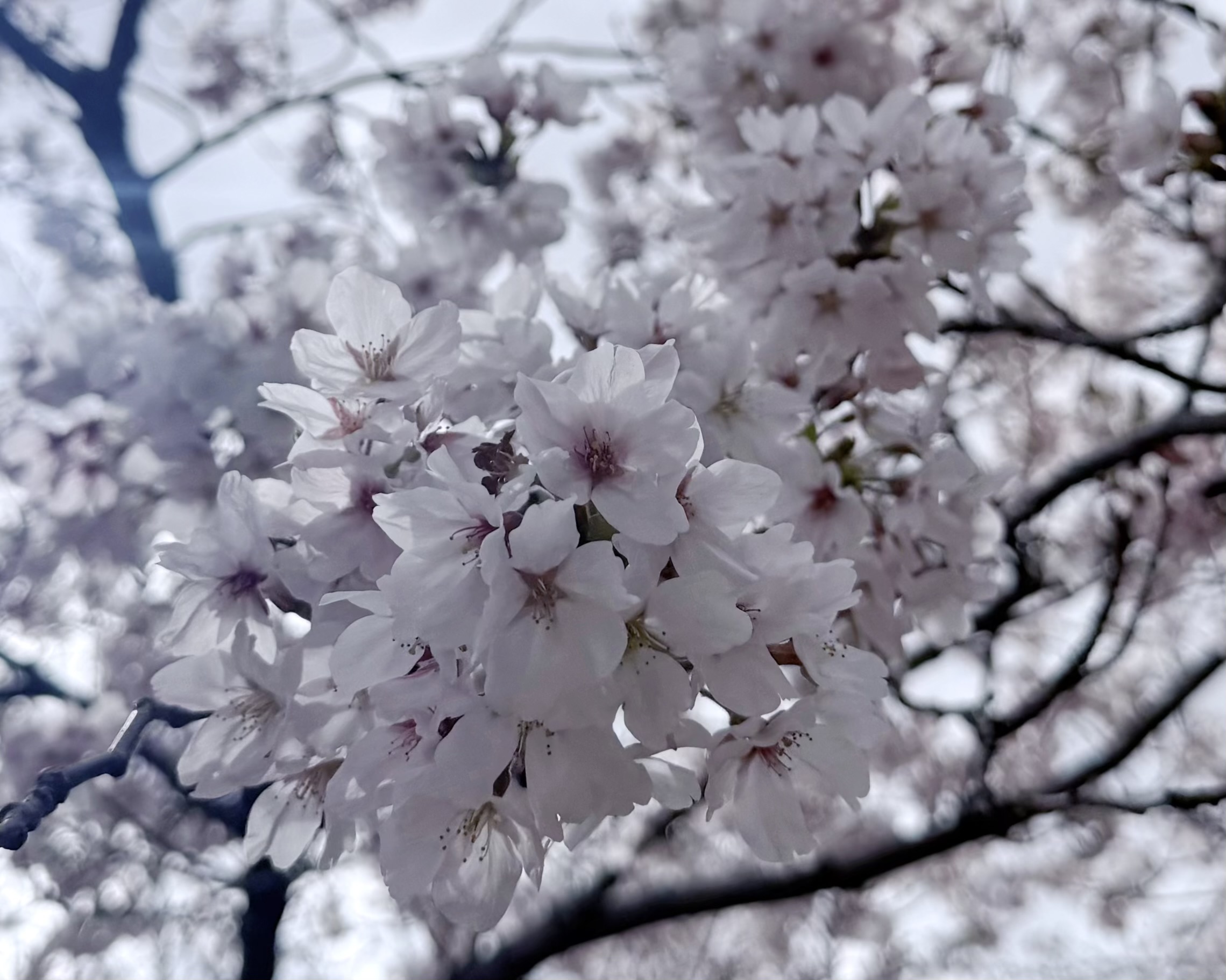 040_エモがり人（エモがりんちゅ）