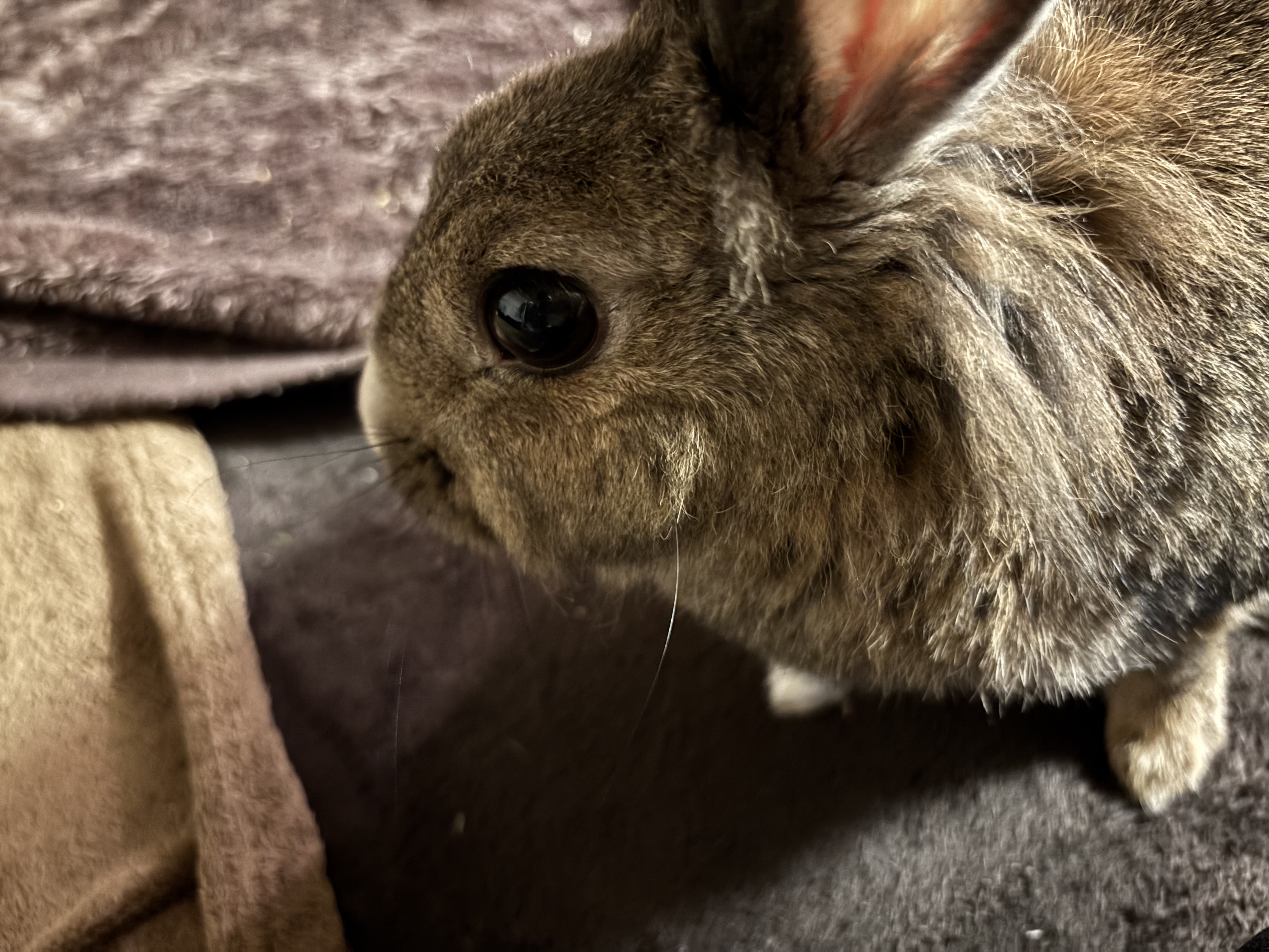 たまみもあなたも、今日も生きてたブログ